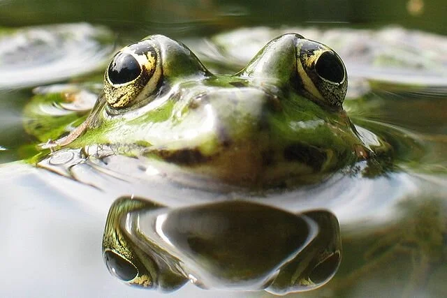 Frösche: Anfangs Sommer hört man die Wasserfrösche am See quaken. Der Grasfrosch ist bereits zwei Monate früher zu sehen. Auch Laubfrösche können gesichtet werden. Viele Frösche und Amphibien gehören ebenfalls zu den gefährdeten Tieren (2). Foto von 