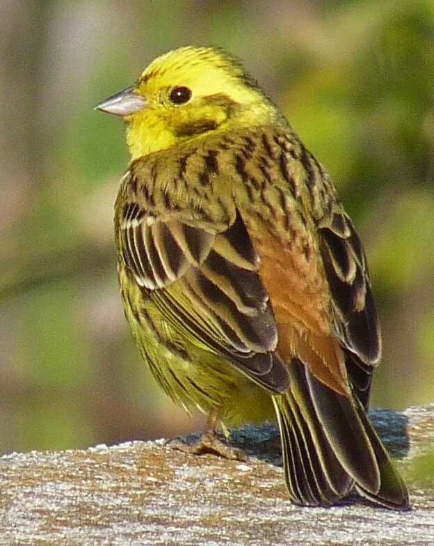 🟢 Goldammer (nicht gefährdet): Die Goldammer ist in Europa und am am Pfäffikersee stark verbreitet.  (Foto von Se90, Wikimedia, CC BY-SA 3.0, Quelle unten)