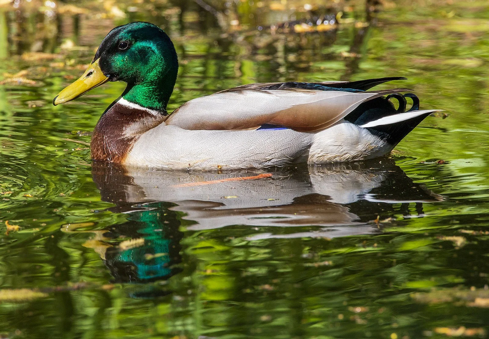 🟢 Stockente (nicht gefährdet): Die Stockenten gehören zu den bekanntesten Enten und sind in der Schweiz weit verbreitet. Da sie sehr anpassungsfähig und nicht besonders menschenscheu sind, finden sie einfach einen Brutplatz. (Foto von Matthias Süßen