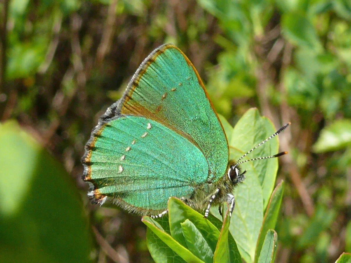 Schmetterlinge: Am Pfäffikersee gibt es auch einige Schmetterlingsarten. Nennenswert ist zum Beispiel der Brombeerzipfelfalter, eine Art, die immer seltener wird. Foto von Harald Süpfle, Wikimedia, CC BY-SA 3.0 (Link unten)