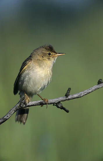 🟢 Sumpfohrsänger: Der Sumpfrohrsänger ist bekannt dafür, andere Vogelstimmen zu imitieren. Am Pfäffikersee gibt es rund 80 Brutpaare, die Tiere verbringen nur kurze Zeit im Brutgebiet. (2) Der Teichrohrsänger und der Sumpfohrsänger sehen fast identi