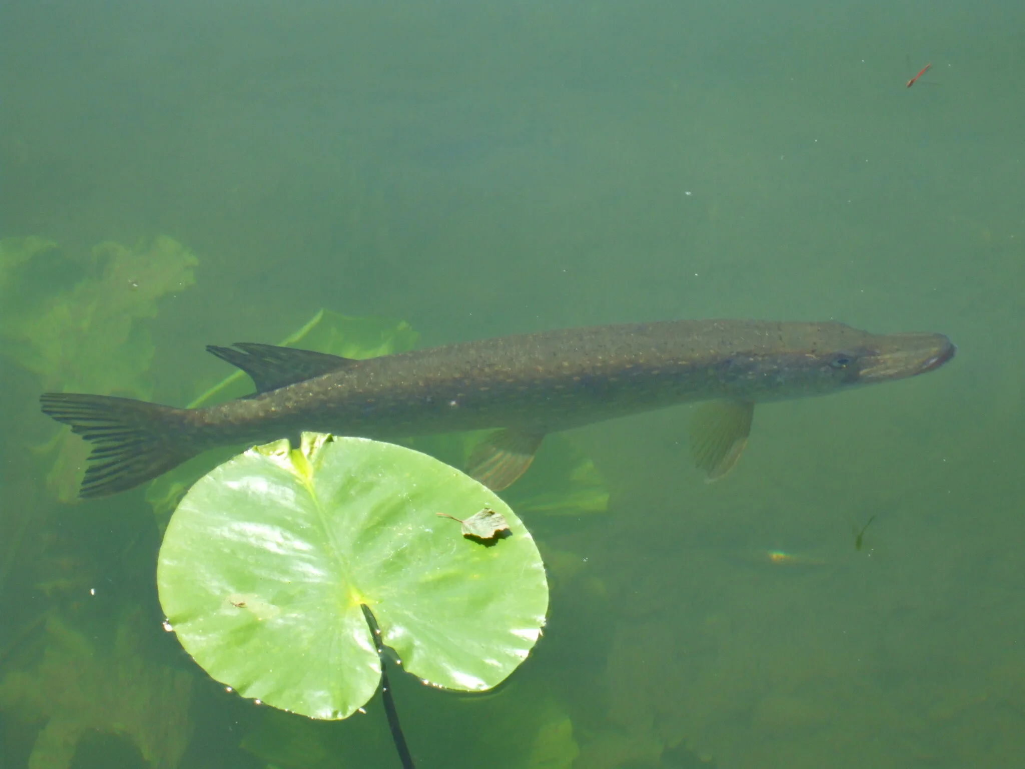Eine Felche schwimmt im Wasser. Foto von Thomas Then, Wikimedia, CC BY 3.0