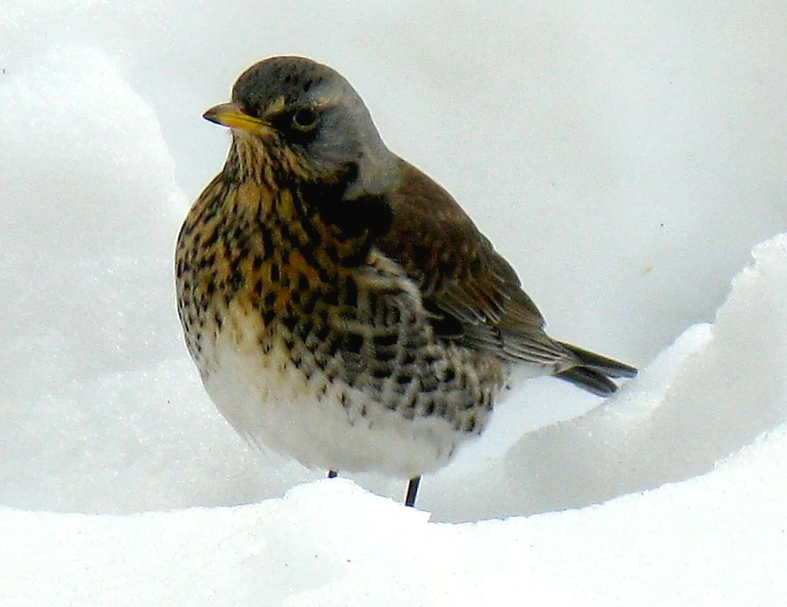 🟡 Wacholderdrossel (mittelstark gefährdet):  Dieser Vogel ist erst vor 100 Jahren in die Schweiz eingewandert hat sich schnell ausgebreitet.  (Foto von Joachim Kampe, Wikimedia, CC BY-SA 3.0, Quelle unten)