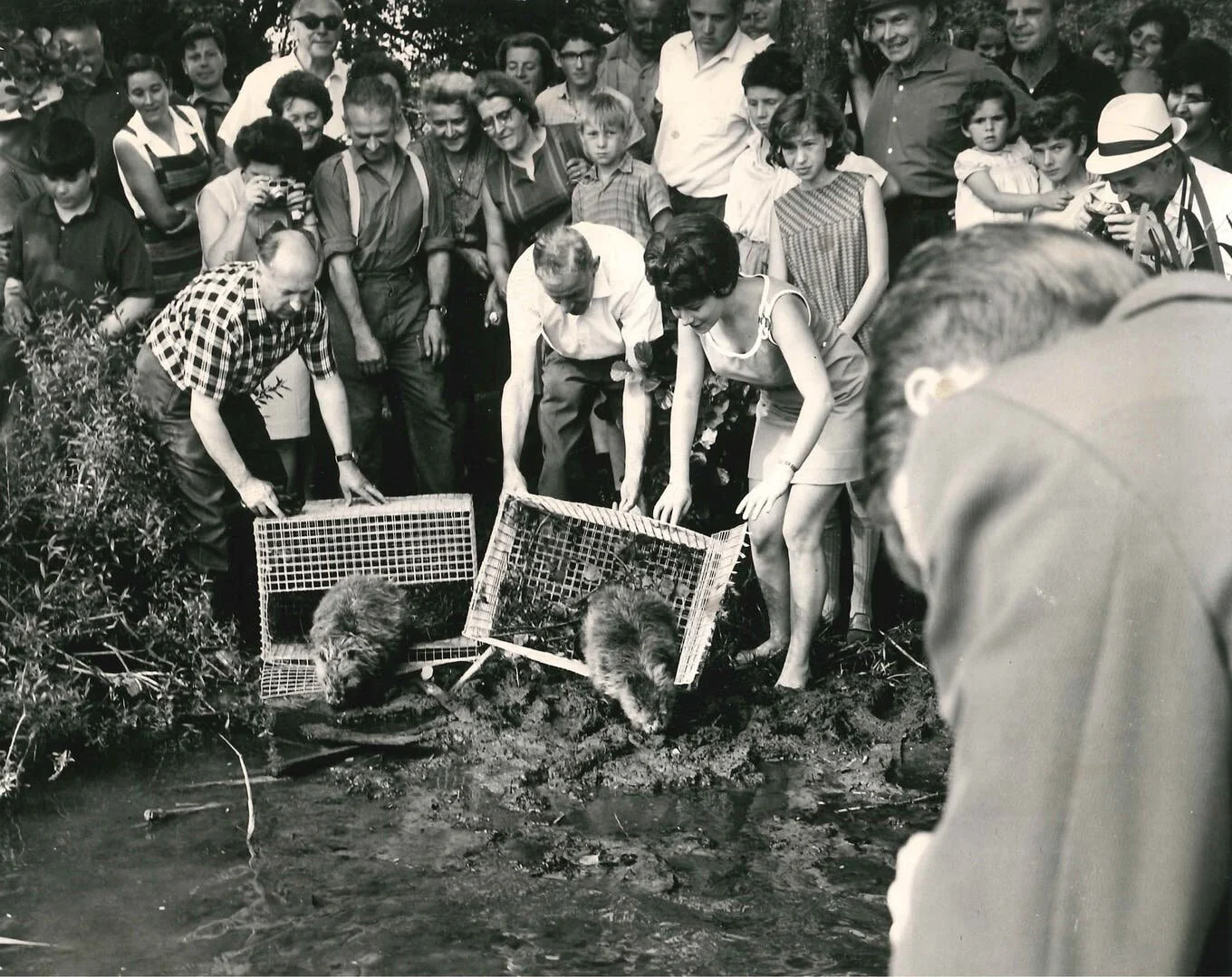 Biber-Aussetzung im Jahr 1968 Bildquelle: Archiv Anton Trösch, WWF