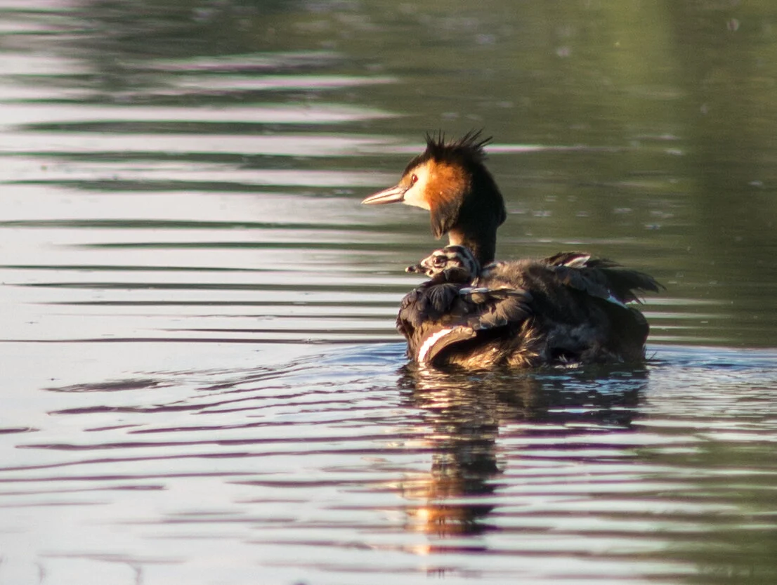 🟢 Haubentaucher (nicht gefährdet): Der Haubentaucher ist bekannt in vielen Schweizer Seen und gehört nicht zu den gefährdeten Tieren. Jährlich nisten 20 bis 30 Brutpaare am Pfäffikersee (3) (Foto von Manolitissimo, Wikimedia, CC BY-SA 3.0, Quelle un