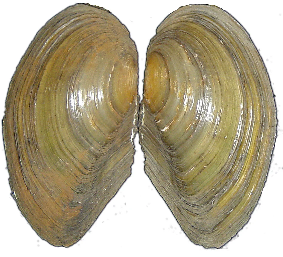 Muscheln: Im Pfäffikersee gibt es die Gemeine Teichmuschel. Foto von Weitbrecht, Wikimedia, CC BY-SA 3.0 (Link unten)