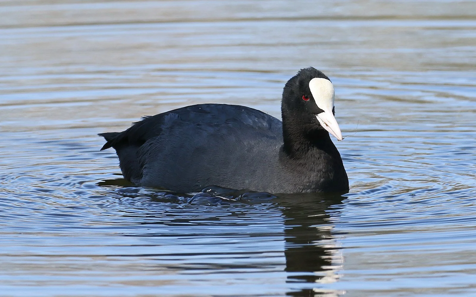 🟢 Blässhuhn (nicht gefährdet): Das Blässhuhn ist ebenfalls eine sehr bekannte Entenart. Die Tiere sind sehr gerne im Wasser, oft auch in der Mitte des Sees.  (Foto von Kora27, Wikimedia, CC BY-SA 4.0, Quelle unten)